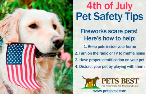 Image result for Fireworks Safety for cats 