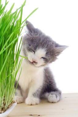 A kitten with pet health insurance chews on a piece of grass.