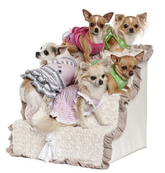 Five small Chihuahuas learn how to use doggie stairs.