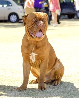 Dog de best sale bordeaux male