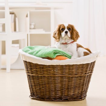 A dog with dog insurance helps with the laundry.
