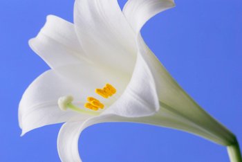 An Easter Lily, which can be bad for pet health, is beautiful but can be deadly to cats.