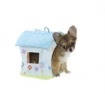 A tiny dog with pet health insurance squeezes into a little dog house.