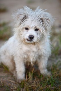 A dirty, white puppy sits in the grass.