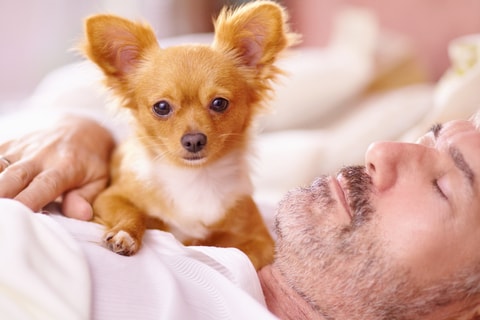 A small dog with pet insurance cuddles in bed with his sleeping owner.