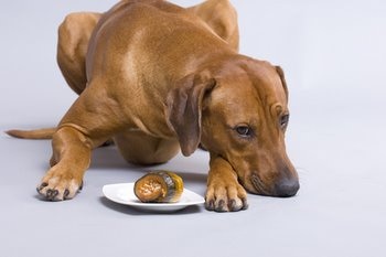 A dog with dog insurance turns down a sushi roll on a plate.