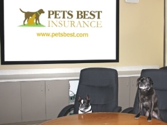 A Boston Terrier and pug dog sit at the conference table in the Pets Best Insurance office.