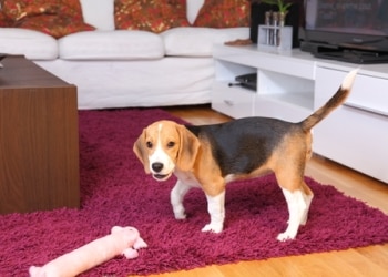 A dog sits.