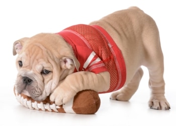Dog with football