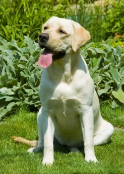 A dog sits.