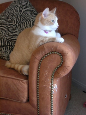 A kitten that needs pet insurance watches birds outside.