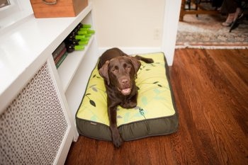 A cute dog with pet health insurance plays in a dog bed.