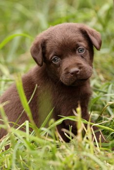 light brown puppy