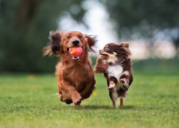 doggy daycare for puppies