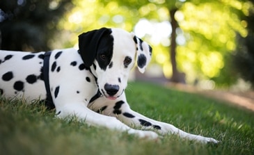 what is the breed of dalmatian