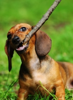 what happens if a dog eats wood