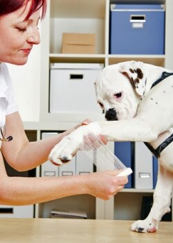 Amerikanbulldoggi saa haavan käärittynä jalkaansa.