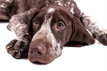 german shorthaired pointer nose