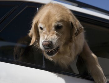 Growling Golden Retriever