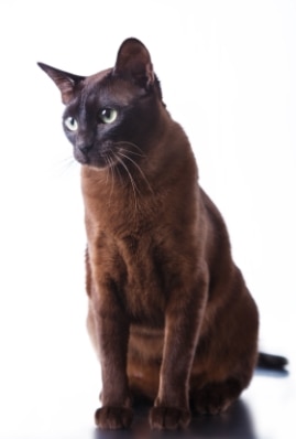 Cat Breed Guide: Havana Brown