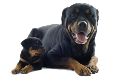 Dog Breed Guide: Rottweiler