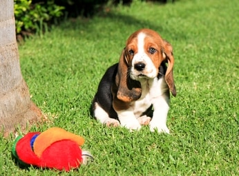 small basset hound