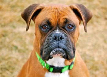 where is the boxer dog breed from