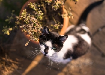 Featured image of post Plant Cat Shelf - Stylish and functional cat shelves, condos, trees and perches.