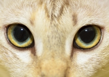 Why Some Cat Eyes Glow Red At Night