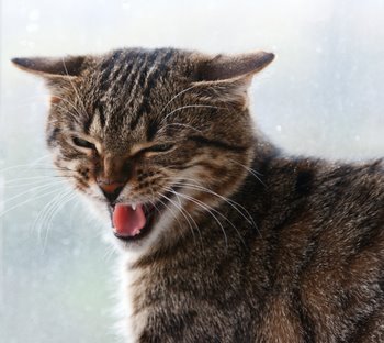 Un chat avec une assurance pour animaux de compagnie se prépare à se battre.