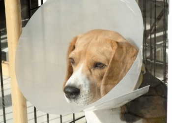 3 Common Injuries in Medium and Large Breed Dogs