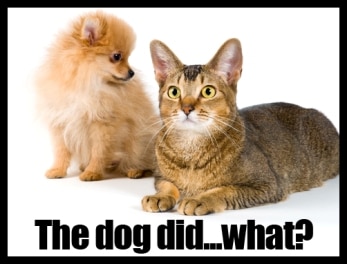 why dogs eat cat poop