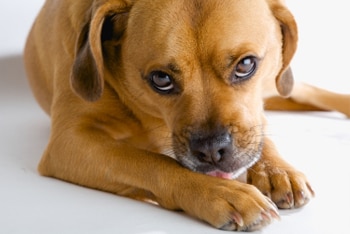 what causes cysts in dogs paws