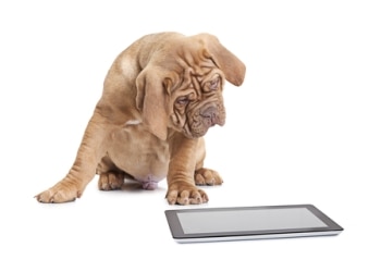 2 Reasons Dogs Chew Cell Phones &amp; 5 Tips to Help