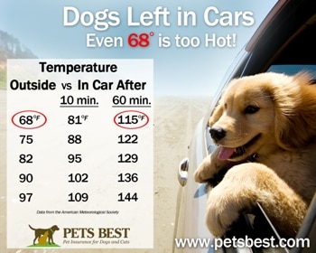 How To Keep Your Pet Safe In The Heat Summer Safety Tips Photo From Petsbest