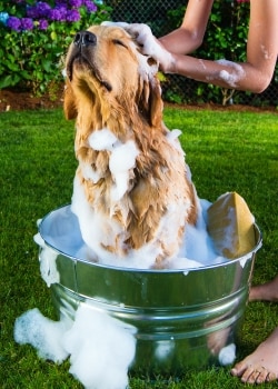 where to bathe a dog