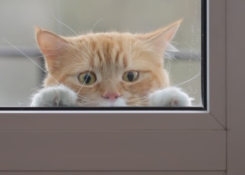 7 Tips To Keep Cats From Dashing Out The Door