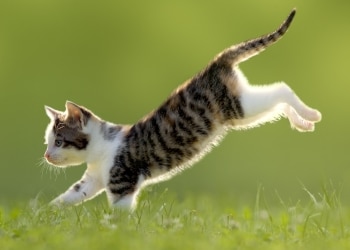 Cats Landing On Their Feet Are There Health Implications