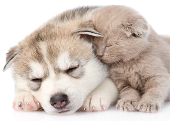 5 Common Puppy And Kitten Health Conditions