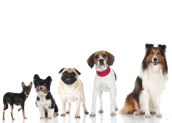 small and medium dogs common diseases