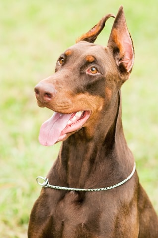 can a doberman be a seeing eye dog