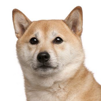 akita vs shiba inu which native japanese dog is the best